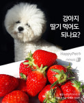 [펫카드] 천연비타민C의 보고 딸기 강아지에게 먹여도 될까?