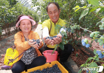 맛있게 영근 블루베리