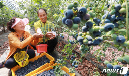 친환경 블루베리 수확