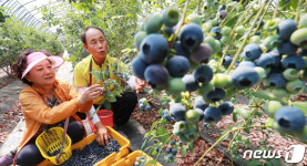 블루베리 수확해요