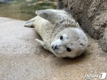 서울대공원 해양관서 태어난 천연기념물 점박이물범