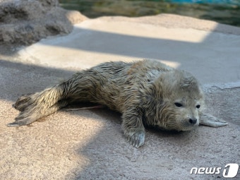 서울대공원서 천연기념물 '점박이물범' 태어나다