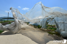 농로 집어삼킨 비닐하우스