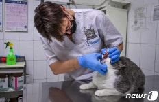 뉴욕 고양이 2마리 코로나 양성…美 반려동물 감염 첫 사례