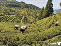 보성군 공직자·자원봉사자, 찻잎따기 등 농촌 일손돕기