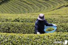 초록세상이 펼쳐졌다