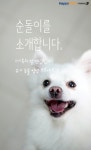 [펫카드] 보호소에서만 5년 순돌이를 따뜻하게 안아주세요