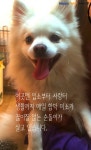 [펫카드] 보호소에서만 5년 순돌이를 따뜻하게 안아주세요