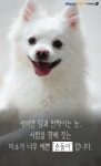 [펫카드] 보호소에서만 5년 순돌이를 따뜻하게 안아주세요