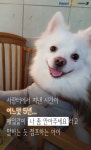 [펫카드] 보호소에서만 5년 순돌이를 따뜻하게 안아주세요