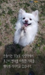 [펫카드] 보호소에서만 5년 순돌이를 따뜻하게 안아주세요