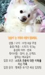 [펫카드] 보호소에서만 5년 순돌이를 따뜻하게 안아주세요