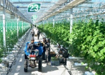 [화보] 과학농사 열 올리는 북한이 꾸린 중평남새온실농장