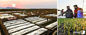 北 사리원 해서협동농장, 벼농사에 과학·기술 농법 도입