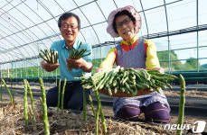 아스파라가스 수확