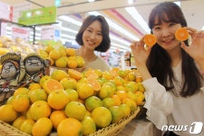 제주 하우스 감귤 맛보세요!