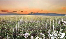 노동신문, 北 과수농장, 사과꽃 활짝 폈다