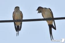 [화보]멸종위기 귀제비, 제비마을 포항시 기북면에 서식
