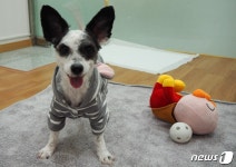 [가족의 발견(犬)] 멋진 선글라스 쓴 듯 눈이 참 예쁜 강아지