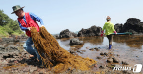 괭생이모자반 제거 작업 한창