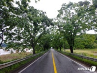 관계기관 협의 안돼서 충주시 지방도 개량공사 가로수 논란