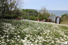 백색의 향연…부안 변산마실길, 찔레·데이지꽃 활짝