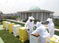 국회에 등장한 꿀벌