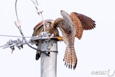 오늘 점심은 참새