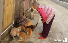 [최기자의 동행]쑥섬 그 후 못다한 얘기…고양이 사료 걱정 덜었어요