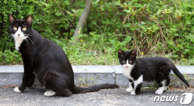 산책나온 고양이들