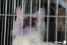 동물단체 불법 번식업자 등 약국서 주사 사서 자가진료…동물학대