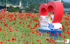 [화보]KTX 김천구미역사 인근에 만개한 꽃양귀비