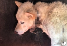 올무에 목 썩어가던 백구 찾습니다 구조·치료 후 실종돼