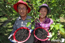 새콤달콤 맛 좋은 오디