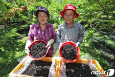 탐스럽게 익은 오디 수확합니다