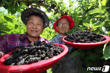 오디가 탐스럽게 익었어요