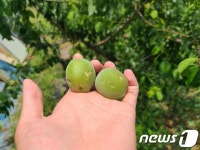 10분간 쏟아진 우박…전남 곡성·보성·순천 176㏊ 농작물 피해(종합)