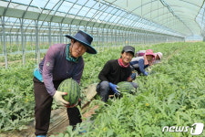 청정 자연향 품은 '영동 양산수박 '출하 시작
