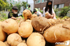 직접 재배한 감자 수확하는 학생들