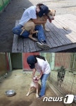 [최기자의 동행]번식 안 되게 중성화 먼저…마당개들 구조하던 날
