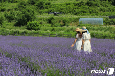 용담호 옆에 핀 라벤더