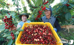 함양산 체리 잘 익었네