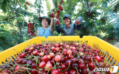 함양산 체리 맛 보세요