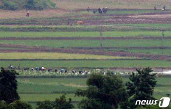 열 맞춰 모내기하는 북한 주민들