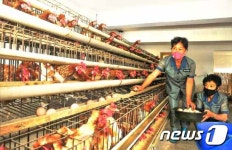 가축 기르는 北 맹산군 목재일용품생산협동조합