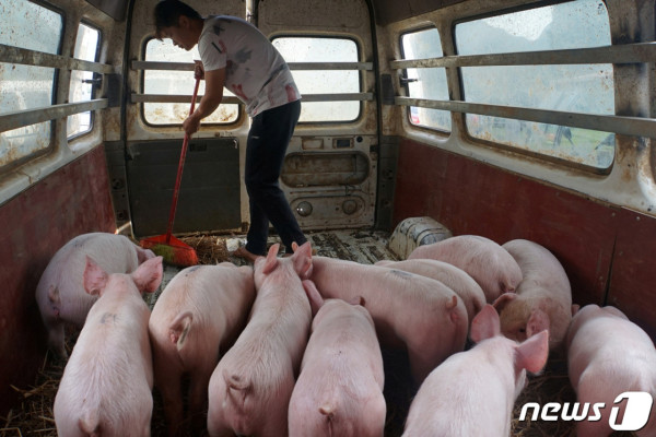 다음 팬데믹은 돼지에서 나오나…中서 신종 돼지 독감 확인 | 포토뉴스