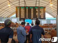장성 황룡우시장 전자경매시스템 도입 2개월…농민들 호평