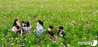 벌써 가을?…금산 부리면사무소 앞 코스모스 ‘활짝’