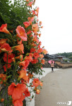 담벼락 수놓은 능소화