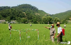 북한 낙원군 서중협동농장의 벼농사 풍경